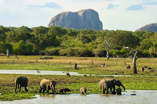 Yala National Park