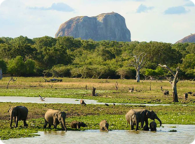 A Magical 7-Day Honeymoon in Sri Lanka: Love in Paradise Tour