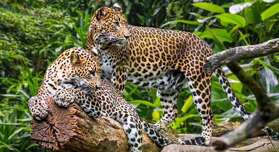 Sri Lankan Leopard