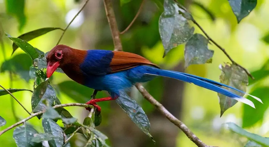 Exotic Birds of Sri Lanka