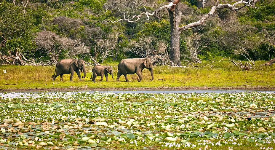 Yala National Park