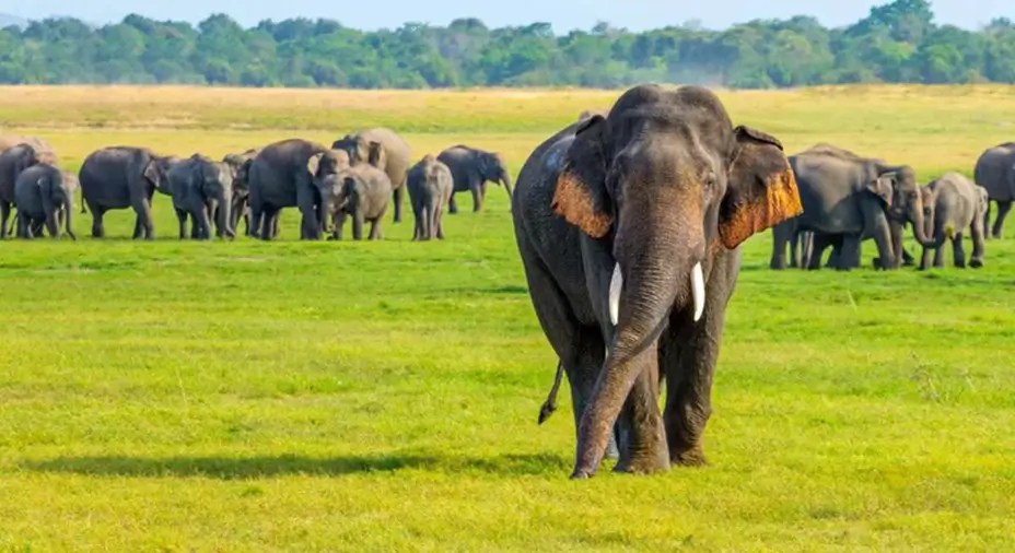 Asian Elephants in Sri Lanka
