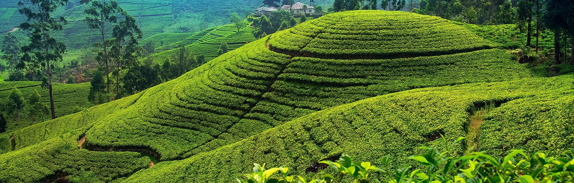 Nuwara Eliya Tea Plantations